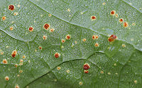 Mallow Rust - Puccinia malvacearum The mallow (Malva sp.) plants were covered in this rust.<br />
<br />
Habitat: Rural garden<br />
https://www.jungledragon.com/image/92161/mallow_rust_-_puccinia_malvacearum.html<br />
https://www.jungledragon.com/image/92162/mallow_rust_-_puccinia_malvacearum.html Geotagged,Mallow Rust,Puccinia malvacearum,Summer,United States