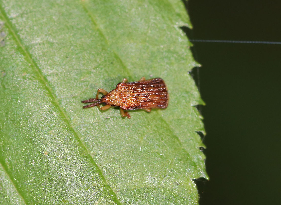 Basswood leaf Miner - Baliosus nervosus TL: ~ 4 mm. Hosts: Various Asteraceae<br />
<br />
Habitat: Deciduous forest Baliosus nervosus,Geotagged,Summer,United States,basswood leaf miner,beetle