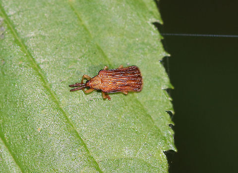 Basswood Leaf Miner
