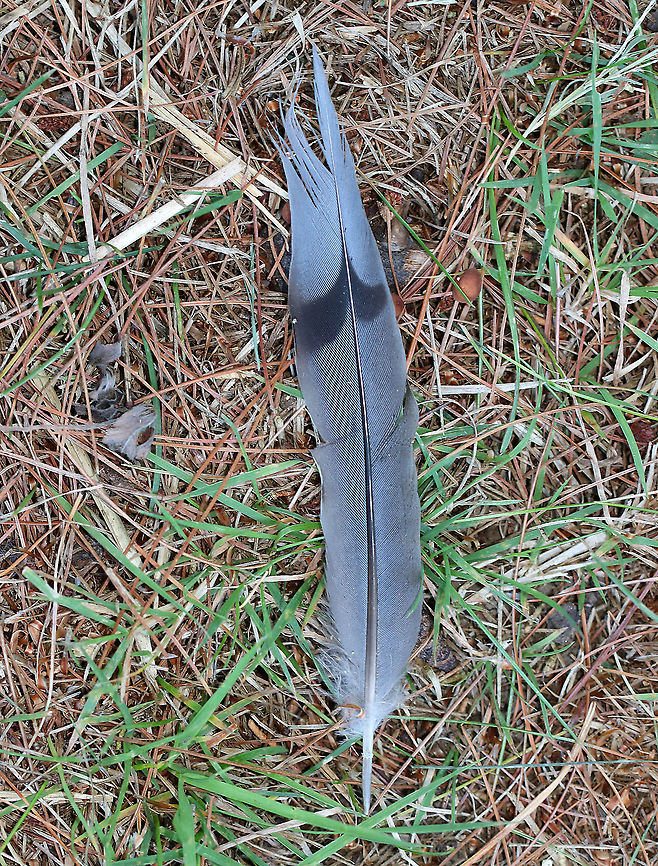 Mourning Dove Tail Feather (Zenaida macroura) Habitat: Deciduous forest edge Geotagged,Summer,United States,Zenaida,Zenaida macroura,dove feather,feather,mourning dove,mourning dove feather,tail feather