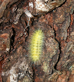 Virginia Tiger Moth Caterpillar - Spilosoma virginica Habitat: Mixed forest Geotagged,Spilosoma,Spilosoma virginica,Summer,United States,Virginia tiger moth,caterpillar