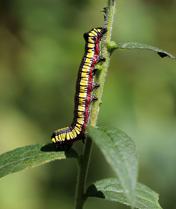 Brown-hooded Owlet Caterpillar- Cucullia convexipennis Habitat: Meadow/forest edge<br />
<figure class="photo"><a href="https://www.jungledragon.com/image/92186/brown-hooded_owlet_caterpillar-_cucullia_convexipennis.html" title="Brown-hooded Owlet Caterpillar- Cucullia convexipennis"><img src="https://s3.amazonaws.com/media.jungledragon.com/images/3232/92186_thumb.jpg?AWSAccessKeyId=05GMT0V3GWVNE7GGM1R2&Expires=1759968010&Signature=fls8R0XHzEmxFKljjYhnPnLSXxI%3D" width="200" height="120" alt="Brown-hooded Owlet Caterpillar- Cucullia convexipennis Habitat: Meadow/forest edge<br />
https://www.jungledragon.com/image/92185/brown-hooded_owlet_caterpillar-_cucullia_convexipennis.html Brown-hooded Owlet,Cucullia convexipennis,Geotagged,Summer,United States,caterpillar" /></a></figure> Brown-hooded Owlet,Cucullia,Cucullia convexipennis,Geotagged,Summer,United States,caterpillar