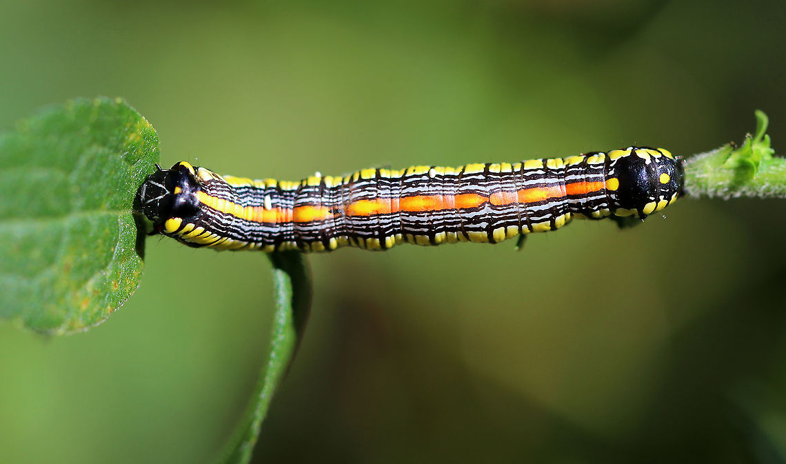 Brown-hooded Owlet Caterpillar- Cucullia convexipennis Habitat: Meadow/forest edge<br />
<figure class="photo"><a href="https://www.jungledragon.com/image/92185/brown-hooded_owlet_caterpillar-_cucullia_convexipennis.html" title="Brown-hooded Owlet Caterpillar- Cucullia convexipennis"><img src="https://s3.amazonaws.com/media.jungledragon.com/images/3232/92185_thumb.jpg?AWSAccessKeyId=05GMT0V3GWVNE7GGM1R2&Expires=1767225610&Signature=uVMDAJMkR%2FetZc0P2YJHGojFP5I%3D" width="128" height="152" alt="Brown-hooded Owlet Caterpillar- Cucullia convexipennis Habitat: Meadow/forest edge<br />
https://www.jungledragon.com/image/92186/brown-hooded_owlet_caterpillar-_cucullia_convexipennis.html Brown-hooded Owlet,Cucullia,Cucullia convexipennis,Geotagged,Summer,United States,caterpillar" /></a></figure> Brown-hooded Owlet,Cucullia convexipennis,Geotagged,Summer,United States,caterpillar