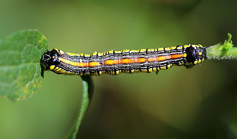 Brown-hooded Owlet Caterpillar- Cucullia convexipennis Habitat: Meadow/forest edge
https://www.jungledragon.com/image/92185/brown-hooded_owlet_caterpillar-_cucullia_convexipennis.html Brown-hooded Owlet,Cucullia convexipennis,Geotagged,Summer,United States,caterpillar