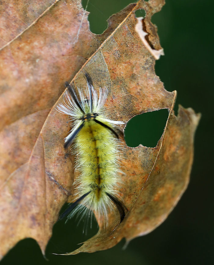 Banded Tussock Moth Caterpillar - Halysidota tessellaris Habitat: Mixed forest Banded tussock moth,Geotagged,Halysidota,Halysidota tessellaris,Summer,United States,caterpillar