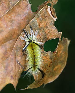 Banded Tussock Moth Caterpillar - Halysidota tessellaris Habitat: Mixed forest Banded tussock moth,Geotagged,Halysidota,Halysidota tessellaris,Summer,United States,caterpillar
