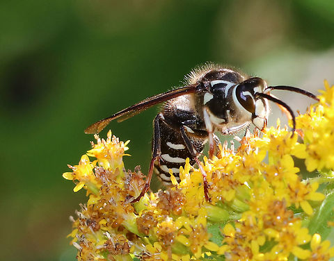 Bald-faced Hornet -  Dolichovespula maculata Habitat: Meadow Bald-faced hornet,Dolichovespula,Dolichovespula maculata,Geotagged,Summer,United States,hornet