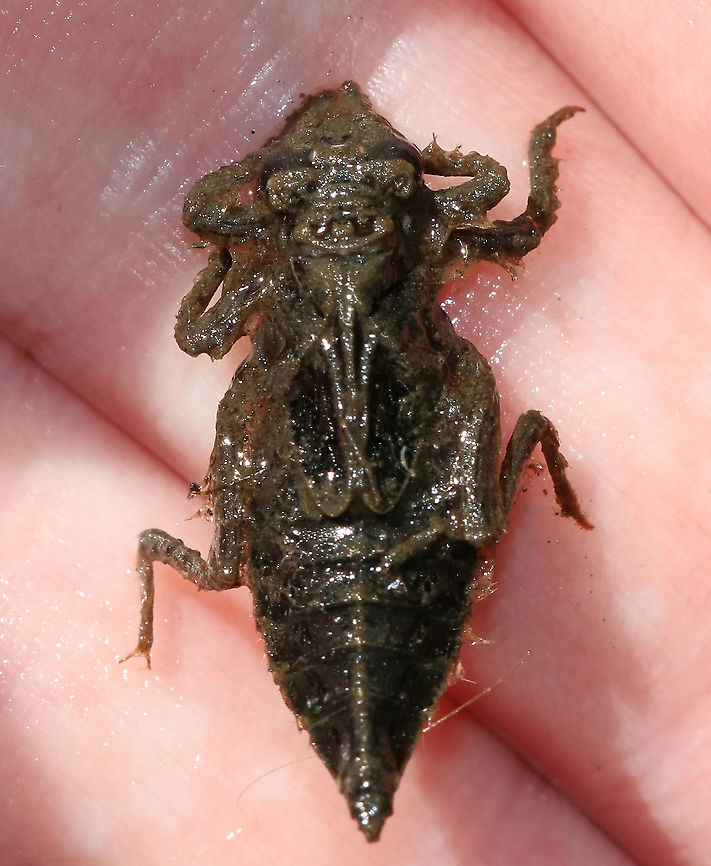 Gomphid Nymph - Gomphus sp. This nymph was quite the big fella.<br />
<br />
Habitat: Woodland pond<br />
<figure class="photo"><a href="https://www.jungledragon.com/image/92191/gomphid_nymph_-_gomphus_sp.html" title="Gomphid Nymph - Gomphus sp."><img src="https://s3.amazonaws.com/media.jungledragon.com/images/3232/92191_thumb.jpg?AWSAccessKeyId=05GMT0V3GWVNE7GGM1R2&Expires=1770854410&Signature=%2FcQ3Acux9Rxmr8iyOO%2BWo5zPakk%3D" width="200" height="150" alt="Gomphid Nymph - Gomphus sp. This nymph was quite the big fella.<br />
<br />
Habitat: Woodland pond<br />
https://www.jungledragon.com/image/92190/gomphid_nymph_-_gomphus_sp.html Geotagged,Summer,United States" /></a></figure> Geotagged,Summer,United States,clubtail,dragonfly,dragonfly nymph,gomphidae,gomphus,nymph