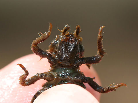 Gomphid Nymph - Gomphus sp. This nymph was quite the big fella.

Habitat: Woodland pond
https://www.jungledragon.com/image/92190/gomphid_nymph_-_gomphus_sp.html Geotagged,Summer,United States