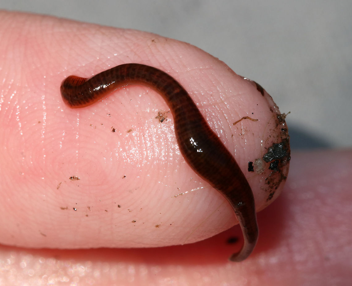 Freshwater Leech - Phylum Annelida, Class Clitellata, Subclass Hirudinea A hungry, little "sucker"!<br />
<br />
Habitat: Small pond in a deciduous forest Geotagged,Summer,United States,annelida,clitellata,freshwater leech,hirudinea,leech