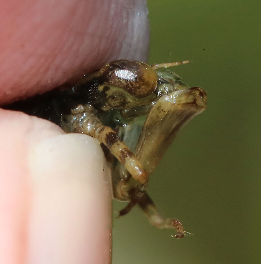 Darner Nymph- Aeshnidae In this photo, I was trying to show the large, labial mouthpart, which unfolds.<br />
<br />
Habitat: Woodland pond<br />
<figure class="photo"><a href="https://www.jungledragon.com/image/92195/darner_nymph-_aeshnidae.html" title="Darner Nymph- Aeshnidae"><img src="https://s3.amazonaws.com/media.jungledragon.com/images/3232/92195_thumb.jpg?AWSAccessKeyId=05GMT0V3GWVNE7GGM1R2&Expires=1761782410&Signature=fHfLv1TYxf7rhU8F6gjdx6XuILE%3D" width="200" height="136" alt="Darner Nymph- Aeshnidae In this photo, I was trying to show the large, labial mouthpart, which unfolds.<br />
<br />
Habitat: Woodland pond<br />
https://www.jungledragon.com/image/92193/darner_nymph-_aeshnidae.html<br />
https://www.jungledragon.com/image/92194/darner_nymph-_aeshnidae.html Geotagged,Summer,United States" /></a></figure><br />
<figure class="photo"><a href="https://www.jungledragon.com/image/92194/darner_nymph-_aeshnidae.html" title="Darner Nymph- Aeshnidae"><img src="https://s3.amazonaws.com/media.jungledragon.com/images/3232/92194_thumb.jpg?AWSAccessKeyId=05GMT0V3GWVNE7GGM1R2&Expires=1761782410&Signature=uFy7gt4JV%2BukkwlkoxqCXjxoHLI%3D" width="200" height="198" alt="Darner Nymph- Aeshnidae In this photo, I was trying to show the large, labium (mouthpart), which unfolds. <br />
<br />
**Don&#039;t worry - gently pushing the labium out doesn&#039;t hurt the nymph**<br />
<br />
Habitat: Woodland pond<br />
https://www.jungledragon.com/image/92193/darner_nymph-_aeshnidae.html<br />
https://www.jungledragon.com/image/92195/darner_nymph-_aeshnidae.html Geotagged,Summer,United States" /></a></figure> Geotagged,Summer,United States,aeshnidae,darner,darner nymph,dragonfly,dragonfly nymph