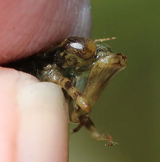 Darner Nymph- Aeshnidae In this photo, I was trying to show the large, labial mouthpart, which unfolds.

Habitat: Woodland pond
https://www.jungledragon.com/image/92195/darner_nymph-_aeshnidae.html
https://www.jungledragon.com/image/92194/darner_nymph-_aeshnidae.html Geotagged,Summer,United States,aeshnidae,darner,darner nymph,dragonfly,dragonfly nymph