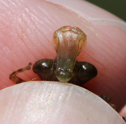 Darner Nymph- Aeshnidae In this photo, I was trying to show the large, labium (mouthpart), which unfolds. 

**Don't worry - gently pushing the labium out doesn't hurt the nymph**

Habitat: Woodland pond
https://www.jungledragon.com/image/92193/darner_nymph-_aeshnidae.html
https://www.jungledragon.com/image/92195/darner_nymph-_aeshnidae.html Geotagged,Summer,United States
