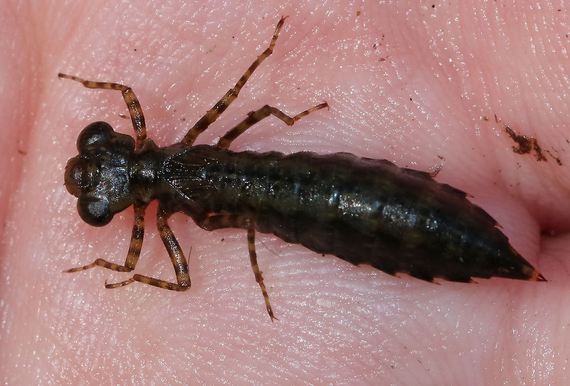 Darner Nymph- Aeshnidae In this photo, I was trying to show the large, labial mouthpart, which unfolds.<br />
<br />
Habitat: Woodland pond<br />
<figure class="photo"><a href="https://www.jungledragon.com/image/92193/darner_nymph-_aeshnidae.html" title="Darner Nymph- Aeshnidae"><img src="https://s3.amazonaws.com/media.jungledragon.com/images/3232/92193_thumb.jpg?AWSAccessKeyId=05GMT0V3GWVNE7GGM1R2&Expires=1761782410&Signature=kUsGOZLCnxjcgS9snfRI8FZO8fI%3D" width="152" height="152" alt="Darner Nymph- Aeshnidae In this photo, I was trying to show the large, labial mouthpart, which unfolds.<br />
<br />
Habitat: Woodland pond<br />
https://www.jungledragon.com/image/92195/darner_nymph-_aeshnidae.html<br />
https://www.jungledragon.com/image/92194/darner_nymph-_aeshnidae.html Geotagged,Summer,United States,aeshnidae,darner,darner nymph,dragonfly,dragonfly nymph" /></a></figure><br />
<figure class="photo"><a href="https://www.jungledragon.com/image/92194/darner_nymph-_aeshnidae.html" title="Darner Nymph- Aeshnidae"><img src="https://s3.amazonaws.com/media.jungledragon.com/images/3232/92194_thumb.jpg?AWSAccessKeyId=05GMT0V3GWVNE7GGM1R2&Expires=1761782410&Signature=uFy7gt4JV%2BukkwlkoxqCXjxoHLI%3D" width="200" height="198" alt="Darner Nymph- Aeshnidae In this photo, I was trying to show the large, labium (mouthpart), which unfolds. <br />
<br />
**Don&#039;t worry - gently pushing the labium out doesn&#039;t hurt the nymph**<br />
<br />
Habitat: Woodland pond<br />
https://www.jungledragon.com/image/92193/darner_nymph-_aeshnidae.html<br />
https://www.jungledragon.com/image/92195/darner_nymph-_aeshnidae.html Geotagged,Summer,United States" /></a></figure> Geotagged,Summer,United States
