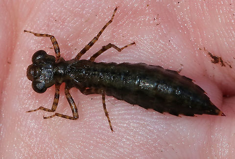 Darner Nymph- Aeshnidae In this photo, I was trying to show the large, labial mouthpart, which unfolds.

Habitat: Woodland pond
https://www.jungledragon.com/image/92193/darner_nymph-_aeshnidae.html
https://www.jungledragon.com/image/92194/darner_nymph-_aeshnidae.html Geotagged,Summer,United States