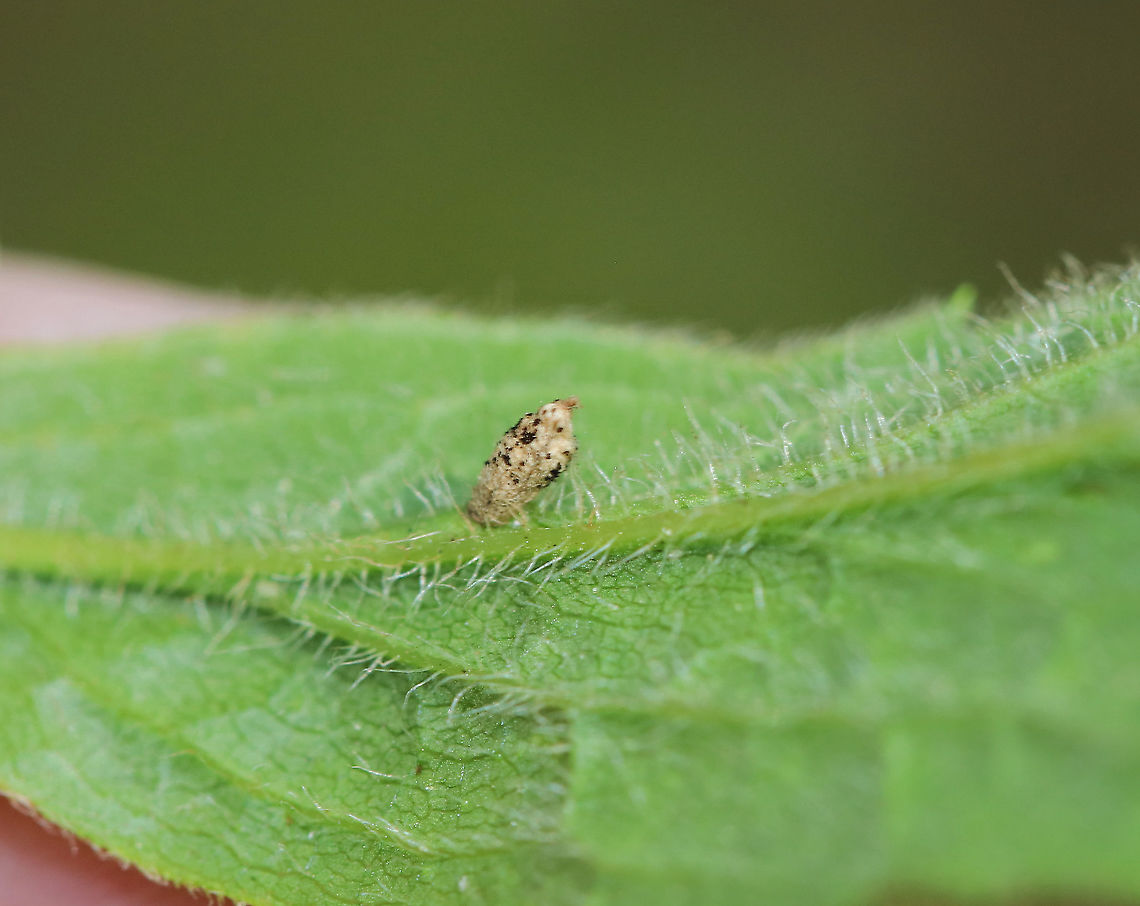 Insect Cocoon? I think this is a cocoon, but it could also be an egg or case...<br />
<br />
Habitat: Underside of goldenrod in a meadow Geotagged,Summer,United States,case,cocoon,egg