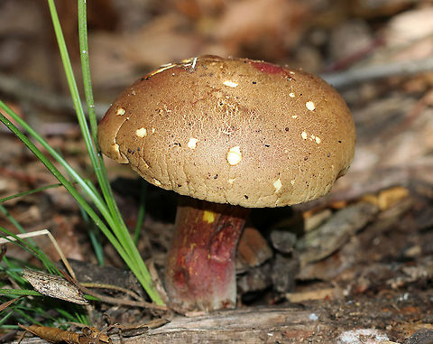 Bolete - Caloboletus inedulis? Habitat: Mixed forest
https://www.jungledragon.com/image/92215/bolete.html Caloboletus,Caloboletus inedulis,Geotagged,Summer,United States,bolete,fungus,mushroom