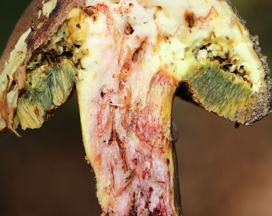 Bolete - Caloboletus inedulis? This is a bit gnarly, but so cool! This cross-section shows so many tunnels made by fungus gnat larvae (and maybe other insects as well). You can even see some of the larvae if you look closely. Apparently, this is a tasty mushroom.<br />
<br />
Habitat: Mixed forest<br />
<figure class="photo"><a href="https://www.jungledragon.com/image/92214/bolete_-_caloboletus_inedulis.html" title="Bolete - Caloboletus inedulis?"><img src="https://s3.amazonaws.com/media.jungledragon.com/images/3232/92214_thumb.jpg?AWSAccessKeyId=05GMT0V3GWVNE7GGM1R2&Expires=1759968010&Signature=owYCG9IKYCde6WpSJ%2BFz4Tk3TC0%3D" width="200" height="160" alt="Bolete - Caloboletus inedulis? Habitat: Mixed forest<br />
https://www.jungledragon.com/image/92215/bolete.html Caloboletus,Caloboletus inedulis,Geotagged,Summer,United States,bolete,fungus,mushroom" /></a></figure> Caloboletus,Caloboletus inedulis,Geotagged,Summer,United States,bolete
