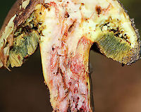 Bolete - Caloboletus inedulis? This is a bit gnarly, but so cool! This cross-section shows so many tunnels made by fungus gnat larvae (and maybe other insects as well). You can even see some of the larvae if you look closely. Apparently, this is a tasty mushroom.<br />
<br />
Habitat: Mixed forest<br />
https://www.jungledragon.com/image/92214/bolete.html Caloboletus,Caloboletus inedulis,Geotagged,Summer,United States,bolete