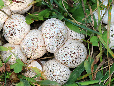 Gem-studded Puffball - Lycoperdon perlatum This type of puffball is shaped like an inverted pear with a prominent stem/stalk and a round top. They are covered with brown spines when young. At maturity, they develop a central perforation through which spores are released by rain and wind. The interior is completely white and homogenous.

Lycoperdon perlatum is a good edible mushroom when young (when the gleba is homogeneous and all white). However, foragers must be careful not to confuse puffballs with young Amanitas, which are enclosed by a universal veil. But, a longitudinal section of a young Amanita will reveal the immature gills, which never occur in puffballs.

 Common puffball,Geotagged,Lycoperdon perlatum,Summer,United States,lycoperdon,puffball