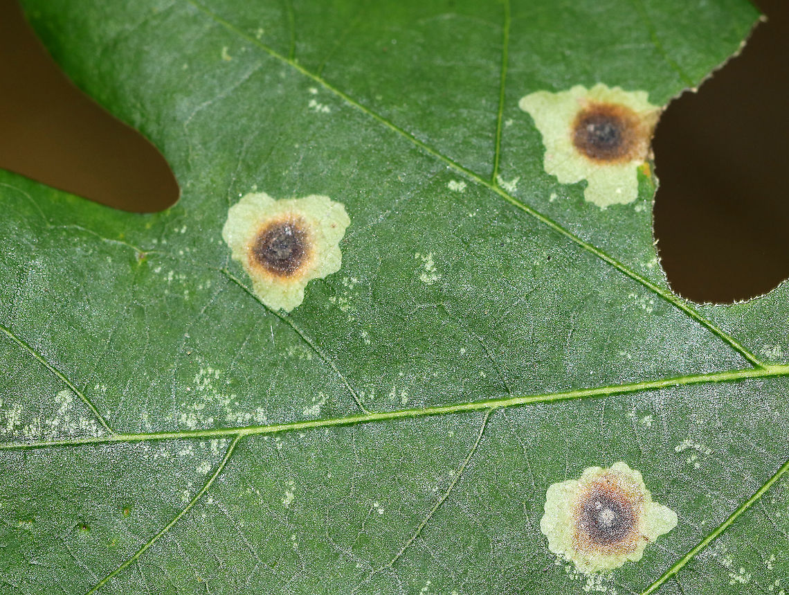 Blotch Mines on Oak (Quercus sp.) - Gracillariidae?? Just dumping this photo here for now because I don&#039;t know what it is yet, but don&#039;t want to forget about it...<br />
<br />
Habitat: Mixed forest Geotagged,Gracillariidae,Quercus,Summer,United States,blotch mine,leaf mine,oak