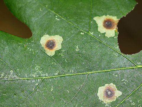 Blotch Mines on Oak (Quercus sp.) - Gracillariidae?? Just dumping this photo here for now because I don't know what it is yet, but don't want to forget about it...

Habitat: Mixed forest Geotagged,Gracillariidae,Quercus,Summer,United States,blotch mine,leaf mine,oak