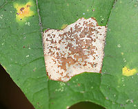 Blotch Mine on Maple (Acer sp.) - Phyllonorycter sp.?? Another mystery for now...<br />
<br />
Habitat: Mixed forest<br />
https://www.jungledragon.com/image/92219/blotch_mine_on_maple_acer_sp._-_phyllonorycter_sp.html Geotagged,Phyllonorycter,Summer,United States,acer,blotch mine,leaf mine,maple,mines,mites