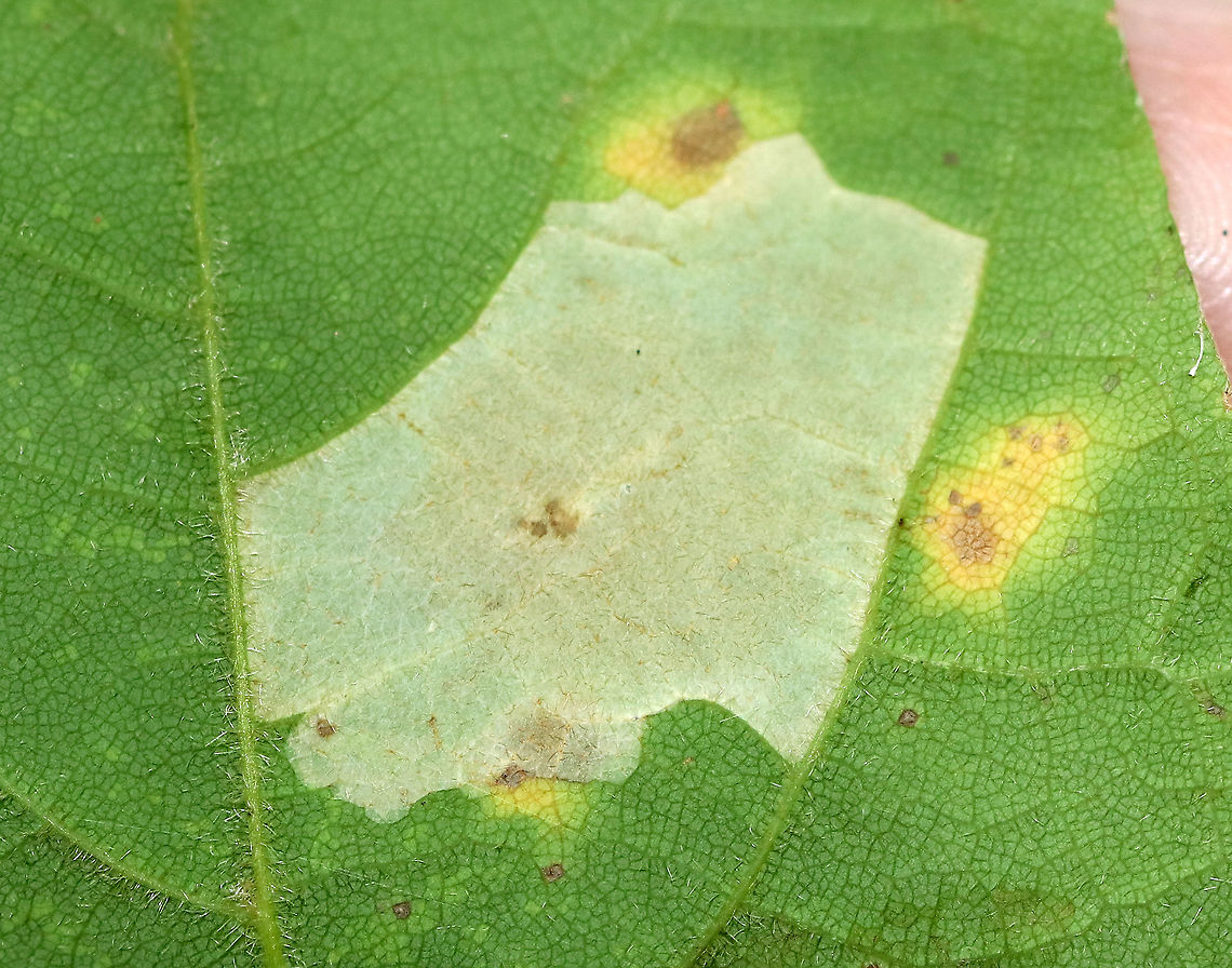Blotch Mine on Maple (Acer sp.) - Phyllonorycter sp.?? This is the underside of the leaf. There were several of these mines on these maple leaves.<br />
<br />
Another mystery for now...<br />
<br />
Habitat: Mixed forest<br />
<figure class="photo"><a href="https://www.jungledragon.com/image/92218/blotch_mine_on_maple_acer_sp._-_phyllonorycter_sp.html" title="Blotch Mine on Maple (Acer sp.) - Phyllonorycter sp.??"><img src="https://s3.amazonaws.com/media.jungledragon.com/images/3232/92218_thumb.jpg?AWSAccessKeyId=05GMT0V3GWVNE7GGM1R2&Expires=1763596810&Signature=qCZo%2FIqNSNZvKiczdhmVIb2Q6w0%3D" width="200" height="160" alt="Blotch Mine on Maple (Acer sp.) - Phyllonorycter sp.?? Another mystery for now...<br />
<br />
Habitat: Mixed forest<br />
https://www.jungledragon.com/image/92219/blotch_mine_on_maple_acer_sp._-_phyllonorycter_sp.html Geotagged,Phyllonorycter,Summer,United States,acer,blotch mine,leaf mine,maple,mines,mites" /></a></figure> Geotagged,Summer,United States