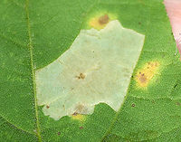 Blotch Mine on Maple (Acer sp.) - Phyllonorycter sp.?? This is the underside of the leaf. There were several of these mines on these maple leaves.<br />
<br />
Another mystery for now...<br />
<br />
Habitat: Mixed forest<br />
https://www.jungledragon.com/image/92218/blotch_mine_on_maple_acer_sp._-_phyllonorycter_sp.html Geotagged,Summer,United States