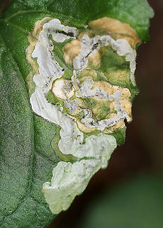 Leaf Mines (Nefusa ambigua) on Viola sp. Habitat: On Viola sp. (I think); mixed forest
https://www.jungledragon.com/image/92222/leaf_mines_tenthredinidae_on_viola_sp.html Geotagged,Nefusa,Nefusa ambigua,Summer,Tenthredinidae,United States,leaf mine,viola