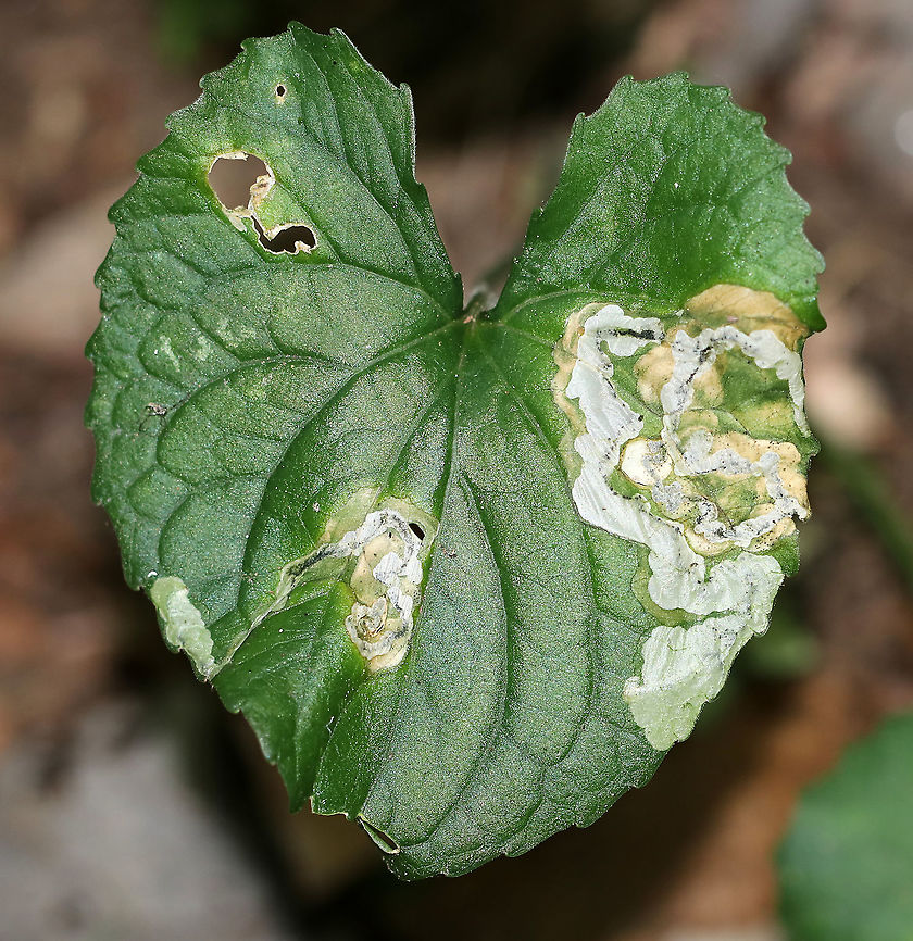 Leaf Mines (Nefusa ambigua) on Viola sp. Habitat: On Viola sp. (I think); mixed forest<br />
<figure class="photo"><a href="https://www.jungledragon.com/image/92221/leaf_mines_nefusa_ambigua_on_viola_sp.html" title="Leaf Mines (Nefusa ambigua) on Viola sp."><img src="https://s3.amazonaws.com/media.jungledragon.com/images/3232/92221_thumb.jpg?AWSAccessKeyId=05GMT0V3GWVNE7GGM1R2&Expires=1759968010&Signature=xw8KRxG59a18LDNcfkvg9%2B154Jg%3D" width="110" height="152" alt="Leaf Mines (Nefusa ambigua) on Viola sp. Habitat: On Viola sp. (I think); mixed forest<br />
https://www.jungledragon.com/image/92222/leaf_mines_tenthredinidae_on_viola_sp.html Geotagged,Nefusa,Nefusa ambigua,Summer,Tenthredinidae,United States,leaf mine,viola" /></a></figure> Geotagged,Nefusa ambigua,Summer,United States