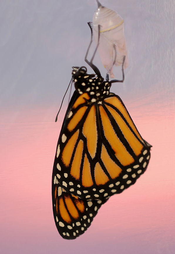 Monarch Emerging from Chrysalis - Danaus plexippus I watched and waited for a couple days for this butterfly to emerge so I could video the the process, and missed it by a few minutes!<br />
<br />
Habitat: When the monarch caterpillars (in a rural yard) get ready to pupate, my mother collects them and puts them in mesh enclosures (kept outdoors) where they can pupate and emerge as adults safely before being released. Danaus,Danaus plexippus,Fall,Geotagged,Monarch butterfly,United States,butterfly,monarch