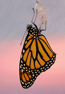 Monarch Emerging from Chrysalis - Danaus plexippus I watched and waited for a couple days for this butterfly to emerge so I could video the the process, and missed it by a few minutes!

Habitat: When the monarch caterpillars (in a rural yard) get ready to pupate, my mother collects them and puts them in mesh enclosures (kept outdoors) where they can pupate and emerge as adults safely before being released. Danaus,Danaus plexippus,Fall,Geotagged,Monarch butterfly,United States,butterfly,monarch