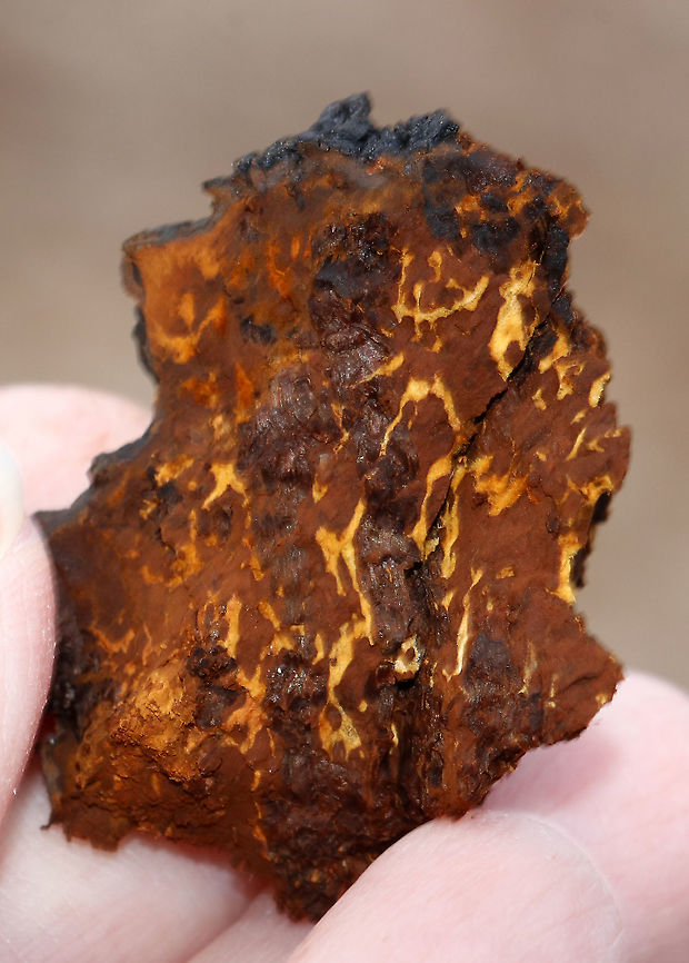 Chaga - Inonotus obliquus Known as the &quot;King of Medicinal Mushrooms&quot;, Chaga has an irregularly shaped, cracked, black outer surface, which looks like burnt charcoal. This hard, black surface is called the sclerotium. The sclerotium is a mass of mycelium that is black because it contains large amounts of melanin. Internally, the tissue is softer and cork-like with a rusty yellow-brown color.<br />
<br />
Chaga is nutrient-dense, and has many medicinal uses, including its potentially significant anti-cancer properties. Studies show that it may slow the growth of cancer and cause tumor cells to self-destruct.<br />
<br />
Habitat: Birch<br />
<figure class="photo"><a href="https://www.jungledragon.com/image/92277/chaga_-_inonotus_obliquus.html" title="Chaga - Inonotus obliquus"><img src="https://s3.amazonaws.com/media.jungledragon.com/images/3232/92277_thumb.jpg?AWSAccessKeyId=05GMT0V3GWVNE7GGM1R2&Expires=1759968010&Signature=Ij7787jU1luwH6WbYh%2Byk872pEo%3D" width="110" height="152" alt="Chaga - Inonotus obliquus Known as the &quot;King of Medicinal Mushrooms&quot;, Chaga has an irregularly shaped, cracked, black outer surface, which looks like burnt charcoal. This hard, black surface is called the sclerotium. The sclerotium is a mass of mycelium that is black because it contains large amounts of melanin. Internally, the tissue is softer and cork-like with a rusty yellow-brown color.<br />
<br />
Chaga is nutrient-dense, and has many medicinal uses, including its potentially significant anti-cancer properties. Studies show that it may slow the growth of cancer and cause tumor cells to self-destruct.<br />
<br />
Habitat: Birch<br />
https://www.jungledragon.com/image/92276/chaga_-_inonotus_obliquus.html Chaga mushroom,Geotagged,Inonotus obliquus,Spring,United States" /></a></figure> Chaga,Chaga mushroom,Geotagged,Inonotus,Inonotus obliquus,Spring,United States