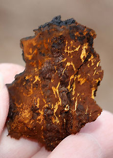 Chaga - Inonotus obliquus Known as the "King of Medicinal Mushrooms", Chaga has an irregularly shaped, cracked, black outer surface, which looks like burnt charcoal. This hard, black surface is called the sclerotium. The sclerotium is a mass of mycelium that is black because it contains large amounts of melanin. Internally, the tissue is softer and cork-like with a rusty yellow-brown color.

Chaga is nutrient-dense, and has many medicinal uses, including its potentially significant anti-cancer properties. Studies show that it may slow the growth of cancer and cause tumor cells to self-destruct.

Habitat: Birch
https://www.jungledragon.com/image/92277/chaga_-_inonotus_obliquus.html Chaga,Chaga mushroom,Geotagged,Inonotus,Inonotus obliquus,Spring,United States