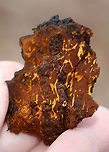 Chaga - Inonotus obliquus Known as the "King of Medicinal Mushrooms", Chaga has an irregularly shaped, cracked, black outer surface, which looks like burnt charcoal. This hard, black surface is called the sclerotium. The sclerotium is a mass of mycelium that is black because it contains large amounts of melanin. Internally, the tissue is softer and cork-like with a rusty yellow-brown color.<br />
<br />
Chaga is nutrient-dense, and has many medicinal uses, including its potentially significant anti-cancer properties. Studies show that it may slow the growth of cancer and cause tumor cells to self-destruct.<br />
<br />
Habitat: Birch<br />
https://www.jungledragon.com/image/92277/chaga_-_inonotus_obliquus.html Chaga,Chaga mushroom,Geotagged,Inonotus,Inonotus obliquus,Spring,United States