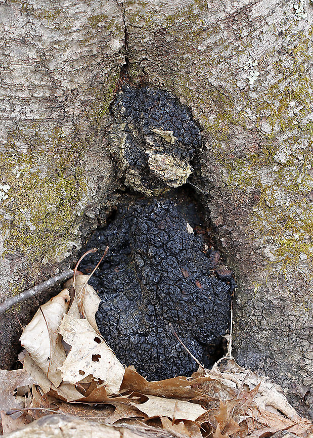 Chaga - Inonotus obliquus Known as the "King of Medicinal Mushrooms", Chaga has an irregularly shaped, cracked, black outer surface, which looks like burnt charcoal. This hard, black surface is called the sclerotium. The sclerotium is a mass of mycelium that is black because it contains large amounts of melanin. Internally, the tissue is softer and cork-like with a rusty yellow-brown color.<br />
<br />
Chaga is nutrient-dense, and has many medicinal uses, including its potentially significant anti-cancer properties. Studies show that it may slow the growth of cancer and cause tumor cells to self-destruct.<br />
<br />
Habitat: Birch<br />
<figure class="photo"><a href="https://www.jungledragon.com/image/92276/chaga_-_inonotus_obliquus.html" title="Chaga - Inonotus obliquus"><img src="https://s3.amazonaws.com/media.jungledragon.com/images/3232/92276_thumb.jpg?AWSAccessKeyId=05GMT0V3GWVNE7GGM1R2&Expires=1770854410&Signature=0Z8DpP8mE37KF12kZLqVaT7oPgM%3D" width="110" height="152" alt="Chaga - Inonotus obliquus Known as the "King of Medicinal Mushrooms", Chaga has an irregularly shaped, cracked, black outer surface, which looks like burnt charcoal. This hard, black surface is called the sclerotium. The sclerotium is a mass of mycelium that is black because it contains large amounts of melanin. Internally, the tissue is softer and cork-like with a rusty yellow-brown color.<br />
<br />
Chaga is nutrient-dense, and has many medicinal uses, including its potentially significant anti-cancer properties. Studies show that it may slow the growth of cancer and cause tumor cells to self-destruct.<br />
<br />
Habitat: Birch<br />
https://www.jungledragon.com/image/92277/chaga_-_inonotus_obliquus.html Chaga,Chaga mushroom,Geotagged,Inonotus,Inonotus obliquus,Spring,United States" /></a></figure> Chaga mushroom,Geotagged,Inonotus obliquus,Spring,United States