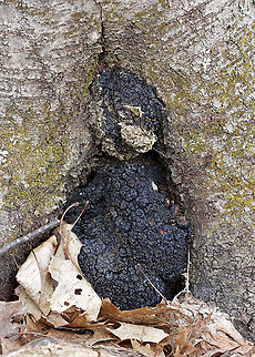 Chaga - Inonotus obliquus Known as the "King of Medicinal Mushrooms", Chaga has an irregularly shaped, cracked, black outer surface, which looks like burnt charcoal. This hard, black surface is called the sclerotium. The sclerotium is a mass of mycelium that is black because it contains large amounts of melanin. Internally, the tissue is softer and cork-like with a rusty yellow-brown color.

Chaga is nutrient-dense, and has many medicinal uses, including its potentially significant anti-cancer properties. Studies show that it may slow the growth of cancer and cause tumor cells to self-destruct.

Habitat: Birch
https://www.jungledragon.com/image/92276/chaga_-_inonotus_obliquus.html Chaga mushroom,Geotagged,Inonotus obliquus,Spring,United States