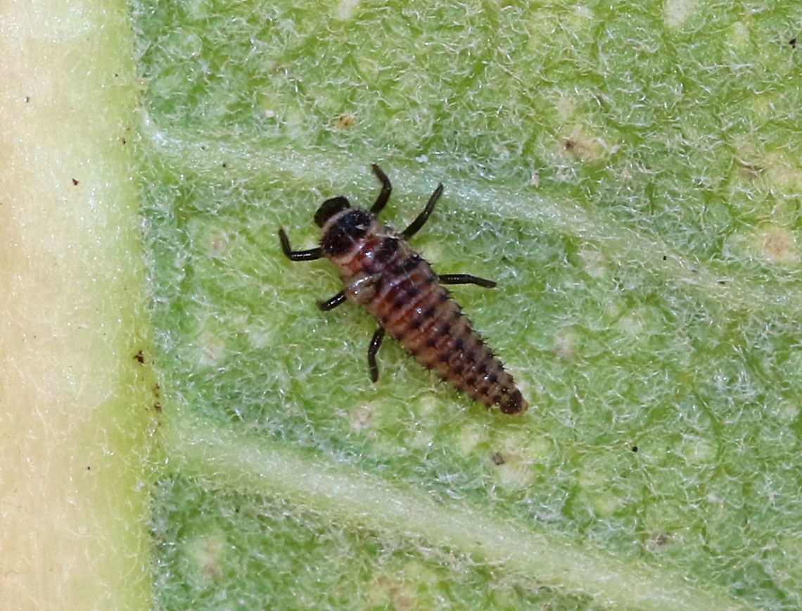 Lady Beetle Larva - Adalia bipunctata(?) I'm really unsure of the ID, except to say that it is a lady beetle larva.<br />
<br />
Habitat: Rural, backyard garden Fall,Geotagged,United States,beetle,beetle larva,lady beetle,lady beetle larva,lady bug,lady bug larva,ladybird beetle,larva