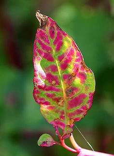 American Pokeweed - Phytolacca americana The leaves and berries of this plant can very poisonous. However, when following a specific protocol for cooking, the leaves can me made edible.

Habitat: Rural backyard
https://www.jungledragon.com/image/92285/american_pokeweed_-_phytolacca_americana.html American Pokeweed,Fall,Geotagged,Phytolacca americana,United States,poke salad,poke sallet,pokeweed