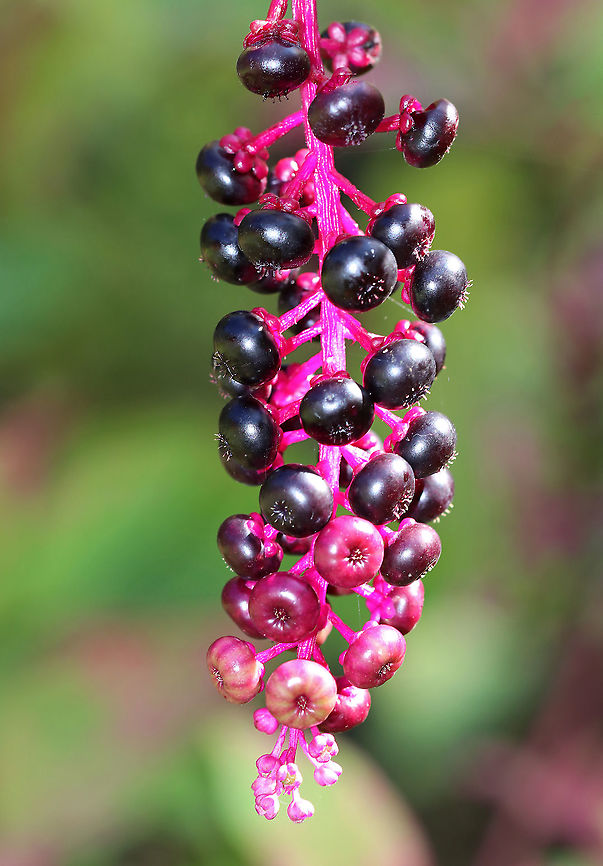 American Pokeweed - Phytolacca americana The leaves and berries of this plant can very poisonous. However, when following a specific protocol for cooking, the leaves can me made edible.<br />
<br />
Habitat: Rural backyard<br />
<figure class="photo"><a href="https://www.jungledragon.com/image/92284/american_pokeweed_-_phytolacca_americana.html" title="American Pokeweed - Phytolacca americana"><img src="https://s3.amazonaws.com/media.jungledragon.com/images/3232/92284_thumb.jpg?AWSAccessKeyId=05GMT0V3GWVNE7GGM1R2&Expires=1769040010&Signature=NwxCYonngkVIgPlE7HDdG8SUvwg%3D" width="112" height="152" alt="American Pokeweed - Phytolacca americana The leaves and berries of this plant can very poisonous. However, when following a specific protocol for cooking, the leaves can me made edible.<br />
<br />
Habitat: Rural backyard<br />
https://www.jungledragon.com/image/92285/american_pokeweed_-_phytolacca_americana.html American Pokeweed,Fall,Geotagged,Phytolacca americana,United States,poke salad,poke sallet,pokeweed" /></a></figure><br />
 American Pokeweed,Fall,Geotagged,Phytolacca americana,United States
