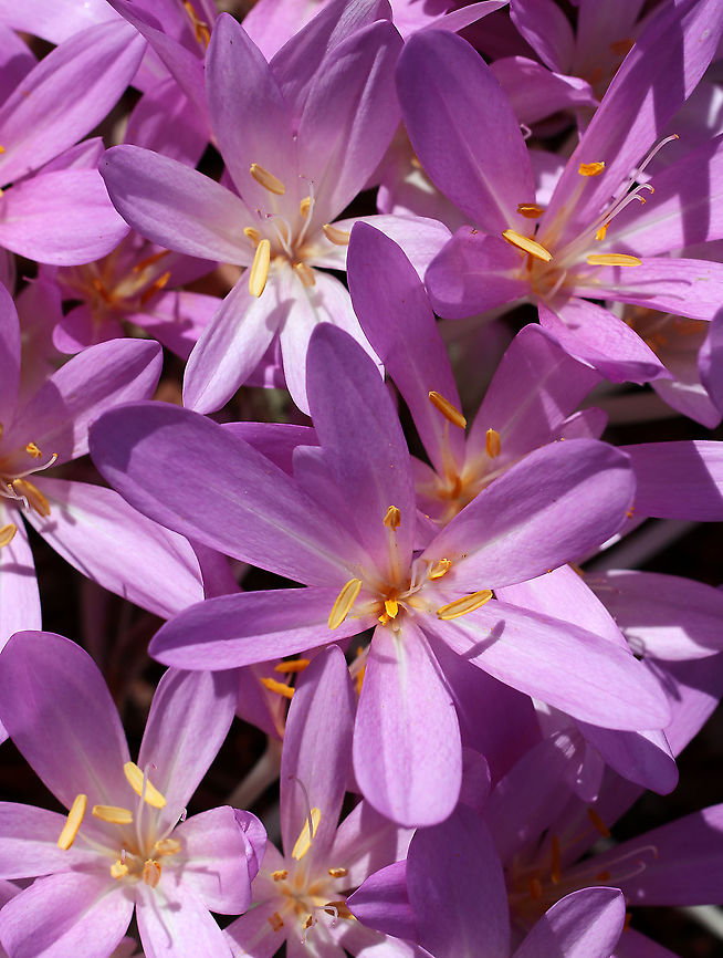 Autumn Crocus - Colchicum autumnale Grown as an ornamental, despite its toxicity...The entire plant is poisonous because it contains colchicine, which is a chemical used to induce polyploidy in plant breeding. Colchicine is also used medicinally to treat gout, and may be valuable in the treatment of some cancers.<br />
<br />
Habitat: Rural garden Autumn crocus,Colchicum,Colchicum autumnale,Fall,Geotagged,United States,crocus,meadow saffron,naked ladies