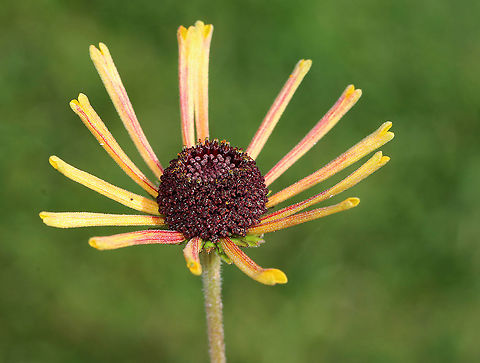 Rudbeckia subtomentosa