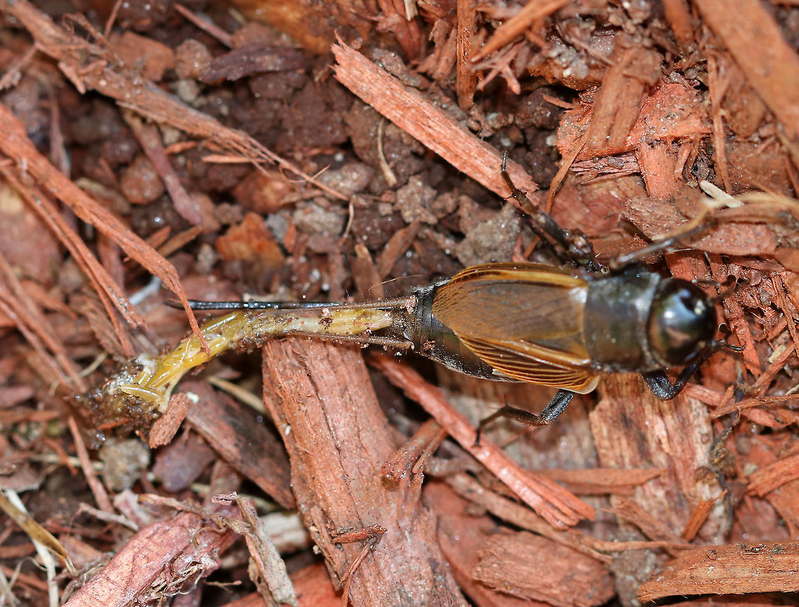 Fall Field Cricket - Gryllus pennsylvanicus Sorry for the horrible photo, but this cricket had a long trail of goo and eggs coming out of its rear end. It was moving around too quickly for me to get a clear shot, but I think it was trying to lay eggs? But, it didn&#039;t look like it was only eggs coming out (see second photo).<br />
<br />
Habitat: Rural backyard<br />
<figure class="photo"><a href="https://www.jungledragon.com/image/92289/fall_field_cricket_-_gryllus_pennsylvanicus.html" title="Fall Field Cricket - Gryllus pennsylvanicus"><img src="https://s3.amazonaws.com/media.jungledragon.com/images/3232/92289_thumb.jpg?AWSAccessKeyId=05GMT0V3GWVNE7GGM1R2&Expires=1759968010&Signature=wLbvPyaXQXxEbIO3Yrr6UO5GyhE%3D" width="200" height="166" alt="Fall Field Cricket - Gryllus pennsylvanicus Sorry for the horrible photo, but this cricket had a long trail of goo and eggs coming out of its rear end. It was moving around too quickly for me to get a clear shot, but I think it was trying to lay eggs? But, it didn&#039;t look like it was only eggs coming out.<br />
<br />
Habitat: Rural backyard<br />
https://www.jungledragon.com/image/92288/fall_field_cricket_-_gryllus_pennsylvanicus.html Fall,Geotagged,Gryllus pennsylvanicus,United States" /></a></figure> Fall,Geotagged,Gryllus pennsylvanicus,United States,cricket,fall field cricket,gryllus