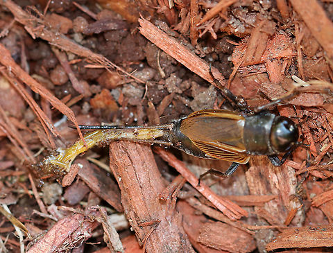 Fall Field Cricket - Gryllus pennsylvanicus Sorry for the horrible photo, but this cricket had a long trail of goo and eggs coming out of its rear end. It was moving around too quickly for me to get a clear shot, but I think it was trying to lay eggs? But, it didn't look like it was only eggs coming out (see second photo).

Habitat: Rural backyard
https://www.jungledragon.com/image/92289/fall_field_cricket_-_gryllus_pennsylvanicus.html Fall,Geotagged,Gryllus pennsylvanicus,United States,cricket,fall field cricket,gryllus