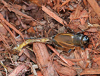 Fall Field Cricket - Gryllus pennsylvanicus Sorry for the horrible photo, but this cricket had a long trail of goo and eggs coming out of its rear end. It was moving around too quickly for me to get a clear shot, but I think it was trying to lay eggs? But, it didn't look like it was only eggs coming out (see second photo).<br />
<br />
Habitat: Rural backyard<br />
https://www.jungledragon.com/image/92289/fall_field_cricket_-_gryllus_pennsylvanicus.html Fall,Geotagged,Gryllus pennsylvanicus,United States,cricket,fall field cricket,gryllus