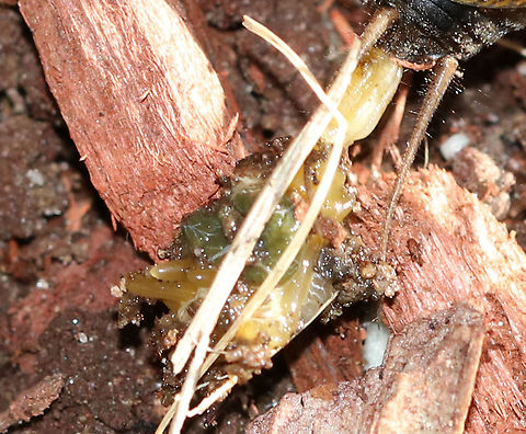 Fall Field Cricket - Gryllus pennsylvanicus Sorry for the horrible photo, but this cricket had a long trail of goo and eggs coming out of its rear end. It was moving around too quickly for me to get a clear shot, but I think it was trying to lay eggs? But, it didn't look like it was only eggs coming out.

Habitat: Rural backyard
https://www.jungledragon.com/image/92288/fall_field_cricket_-_gryllus_pennsylvanicus.html Fall,Geotagged,Gryllus pennsylvanicus,United States