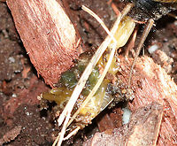 Fall Field Cricket - Gryllus pennsylvanicus Sorry for the horrible photo, but this cricket had a long trail of goo and eggs coming out of its rear end. It was moving around too quickly for me to get a clear shot, but I think it was trying to lay eggs? But, it didn't look like it was only eggs coming out.<br />
<br />
Habitat: Rural backyard<br />
https://www.jungledragon.com/image/92288/fall_field_cricket_-_gryllus_pennsylvanicus.html Fall,Geotagged,Gryllus pennsylvanicus,United States