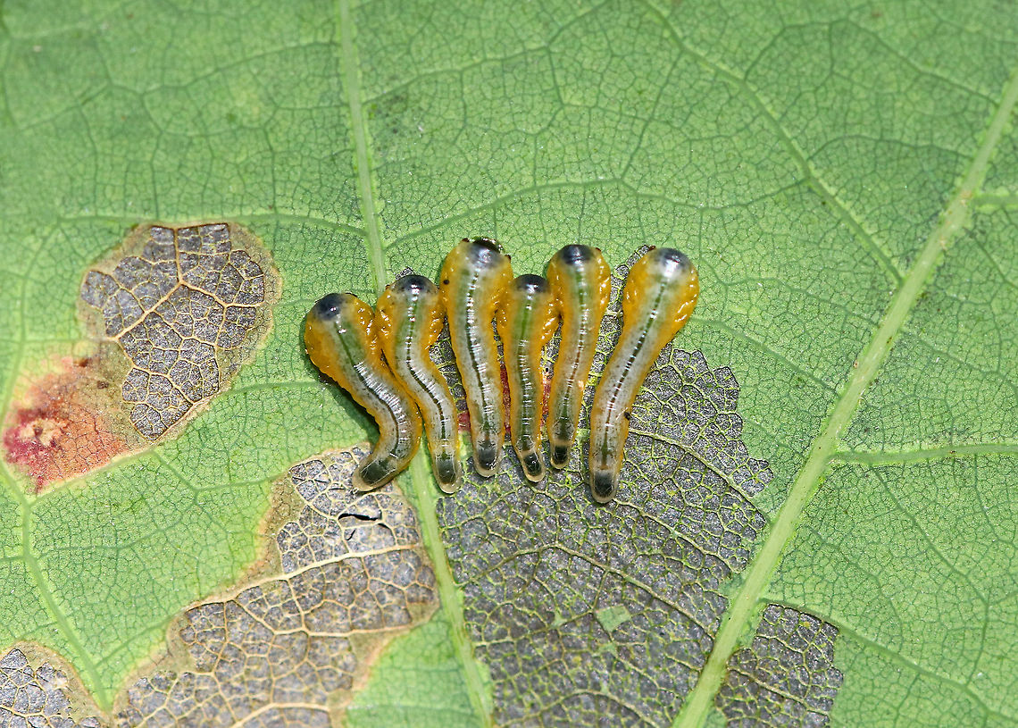 Scarlet Oak Sawfly - Caliroa quercuscoccineae These larvae skeletonize the lower leaf surface of scarlet oak. Adults insert eggs into leaves, after which the larvae hatch and migrate to the underside of the leaf. They feed gregariously, often lined up next to each other.<br />
<br />
Habitat: Scarlet oak leaves (Quercus coccinea) Caliroa,Caliroa quercuscoccineae,Fall,Geotagged,Scarlet Oak Sawfly,United States,larva,sawfly larva