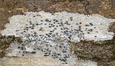 Phaeographis inusta Small fruiting bodies that radiate in a star-like pattern on the thallus.

Habitat: deciduous tree
https://www.jungledragon.com/image/92329/phaeographis_inusta.html Geotagged,Phaeographis,Phaeographis inusta,Spring,United States,lichen